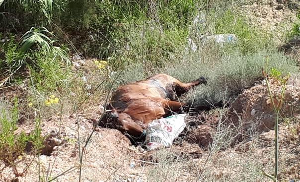 Caballos muertos en Castell&oacute;n 1 - Estado Espa&ntilde;ol