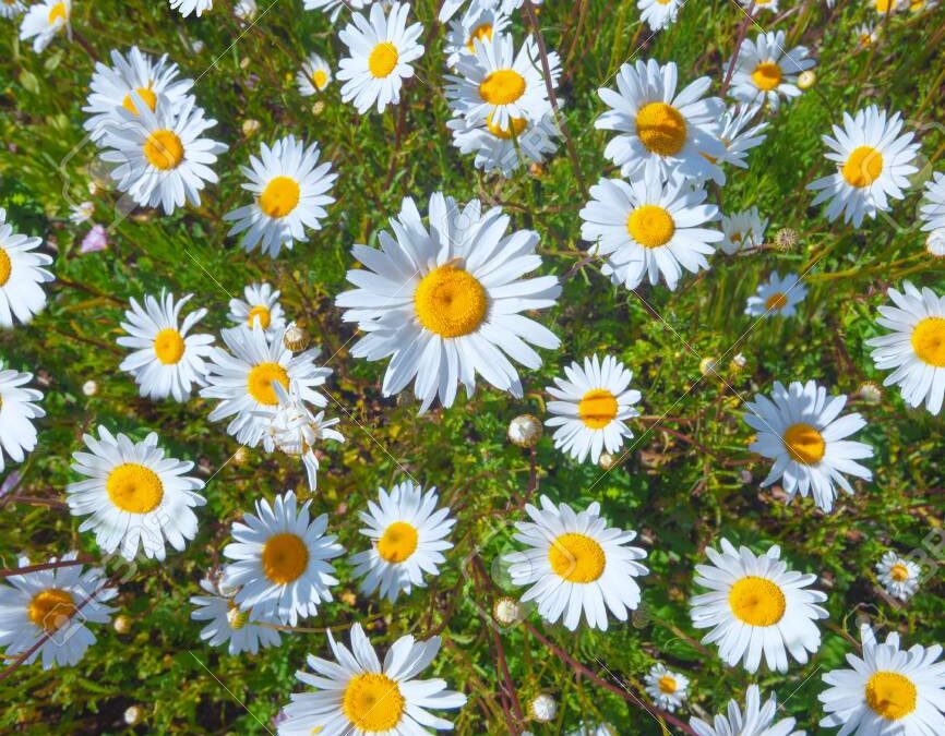 M&aacute;s residuos que margaritas en los campos 1 866x675 - Otros Pa&iacute;ses