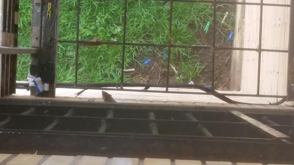 Desventuras con las ratas en el Pol&iacute;gono San Sebasti&aacute;n - Uni&oacute;n Europea