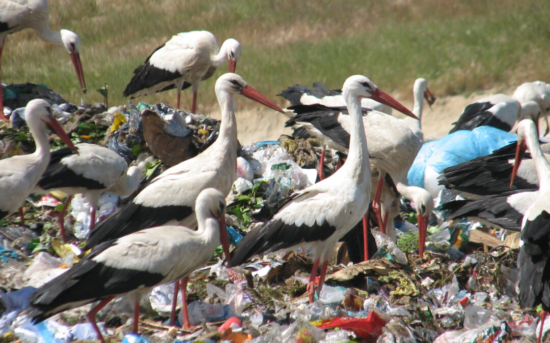 Que m&aacute;s se puede hacer en Espa&ntilde;a contra los vertederos ilegales e indomables 1080x675 - Ayuntamientos