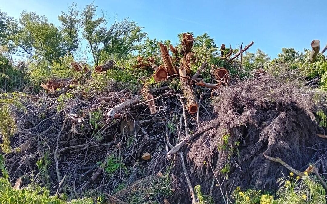 Olmos y chopos no deberian tener color politico 1080x675 - Autonom&iacute;as