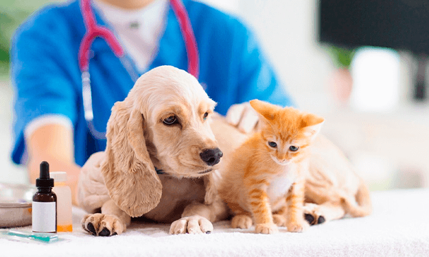 Impacto Mascotas. Companeros que transforman nuestra salud y vidas - Autonom&iacute;as